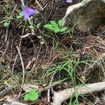 Campanula excisa Yaprak