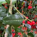 Ilex cornuta 叶