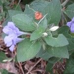 Ruellia drummondiana Habit