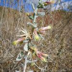 Brickellia californica Flower