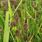 Cyperus latifolius Hábito