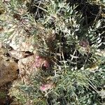Astragalus angustifolius Kukka