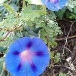 Ipomoea purpureaFlower