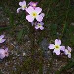 Malcolmia flexuosa Fleur
