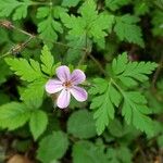 Geranium robertianumFiore