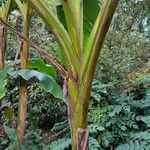 Calathea lutea Ŝelo