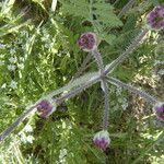 Turgenia latifolia Flower