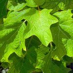 Hydrangea quercifolia Blad