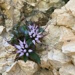 Physoplexis comosa 花