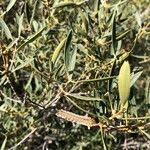 Phillyrea angustifolia Leaf