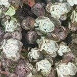 Filago tyrrhenica 葉