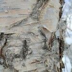 Betula ermanii Corteccia