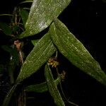 Smilax mollis Vaisius