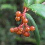 Notopleura epiphytica ফল