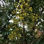Koelreuteria paniculata Blüte