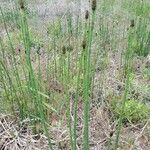 Equisetum laevigatum পাতা