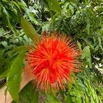 Brownea rosa-de-monte Flower