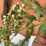 Pluchea ovalis Çiçek