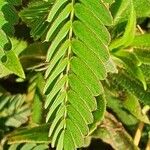 Chamaecrista fallacina Leaf