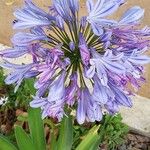 Agapanthus inapertusBleunienn