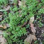 Galium verrucosum पत्ता