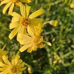 Senecio inaequidensFlor