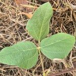 Rhynchosia sublobata पत्ता