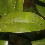 Calophyllum brasiliense Hoja