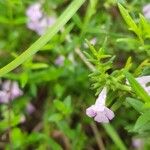 Micromeria graeca Leaf