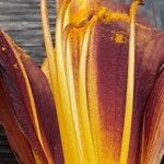 Hemerocallis minor Flors