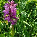 Dactylorhiza majalis Цвят