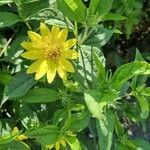 Helianthus decapetalus Цветок