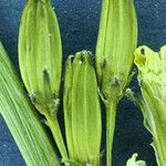 Crepis acuminata 果實