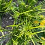 Cyperus haspan പുഷ്പം