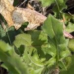 Hesperis laciniata Leaf