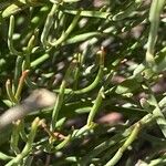 Limonium insigne Hoja