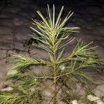 Pinus peuce Leht