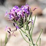 Campylanthus salsoloides Flor