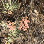 Eriogonum arborescens Hábitos