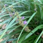 Liriope spicata Flor