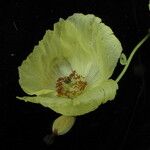 Meconopsis paniculata Natur