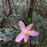 Begonia foliosa Blüte