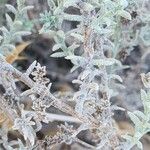 Heliotropium bacciferum Corteza