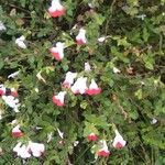 Salvia microphylla Flower