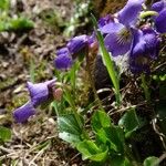 Viola pyrenaica Flower