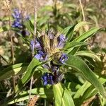 Gentiana cruciata പുഷ്പം