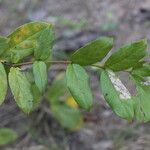 Cremaspora triflora Leaf