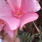 Nerium oleander Цветок