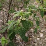 Lippia origanoides Elinympäristö