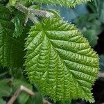 Corylus cornuta Ліст